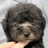 タイニープードル