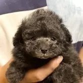 タイニープードル