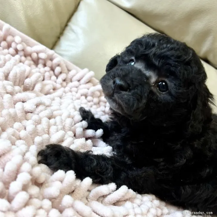 Y.M 様のお迎えした子犬