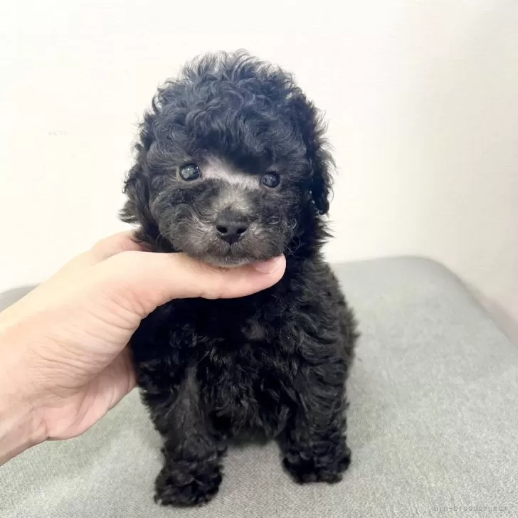 ID:2408-07447の子犬