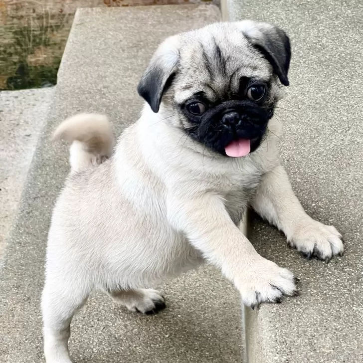 ID:2403-03664の子犬
