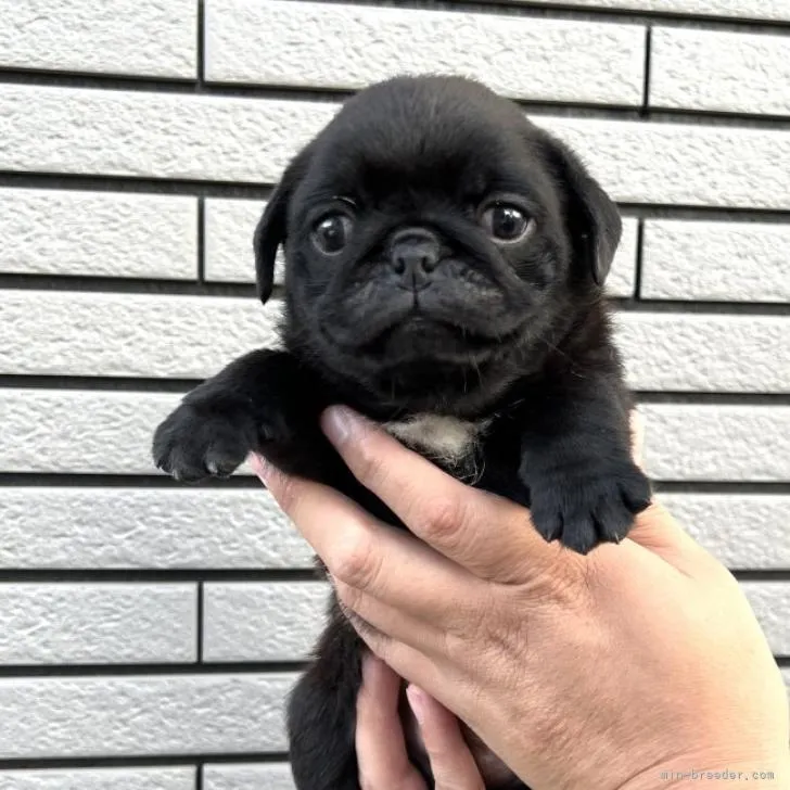 ID：2210-00282の子犬