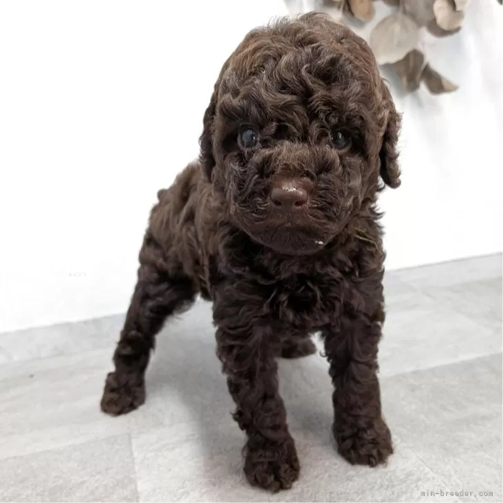 ID：2510-04559の子犬