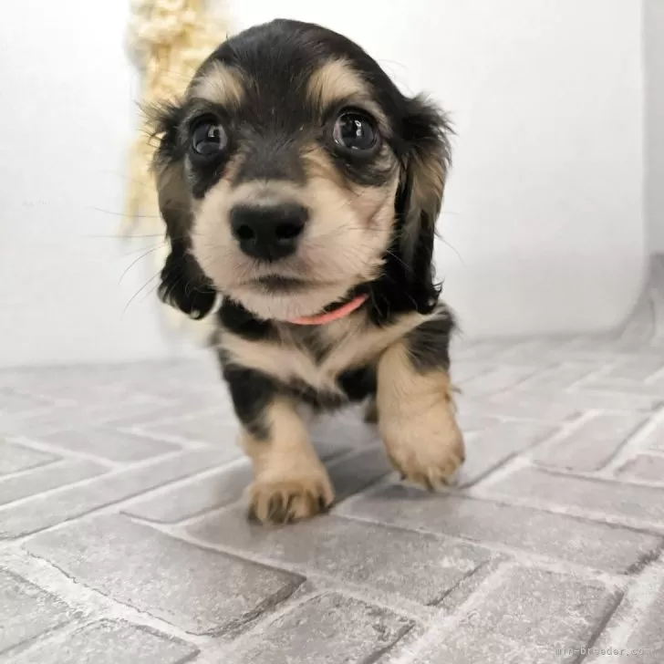 ID:2504-01249の子犬