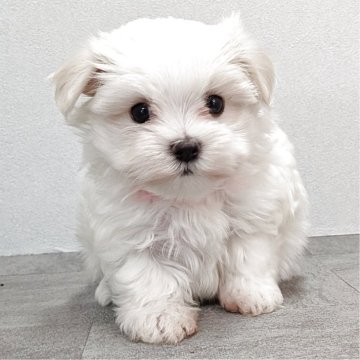 マルチーズ【宮崎県・女の子・2025年9月7日・ホワイト】の写真「【11/4迄見学可】とってもかわいい女の子です！」