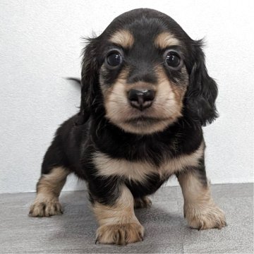 ミニチュアダックスフンド(ロング)【宮崎県・男の子・2025年9月23日・ブラックイエロー】の写真「とってもかわいい男の子です！」