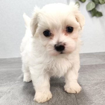 マルチーズ【宮崎県・男の子・2025年4月2日・ホワイト】の写真「とってもかわいい男の子です」