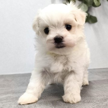 マルチーズ【宮崎県・男の子・2025年4月2日・ホワイト】の写真「とってもかわいい男の子です」