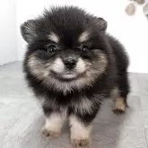 ポメラニアン