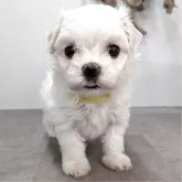 マルチーズ
