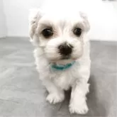 マルチーズ