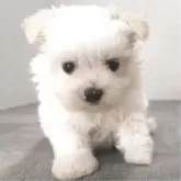 マルチーズ