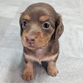 カニンヘンダックスフンド(ロング)