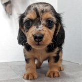 カニンヘンダックスフンド(ロング)