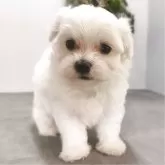 マルチーズ