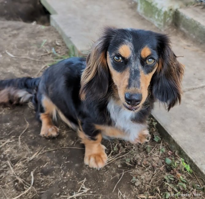 カニンヘンダックスフンド(ロング)【・女の子・2023年6月17日・シルバーダップル】