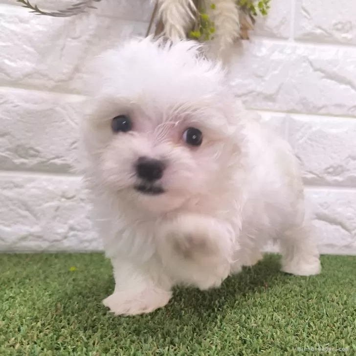 ID:2410-02544の子犬
