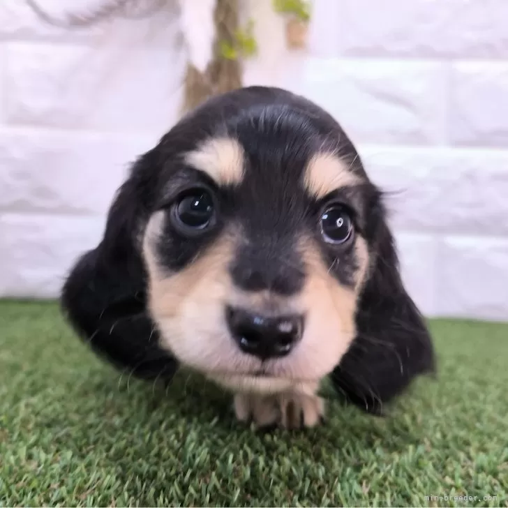 R.S 様のお迎えした子犬