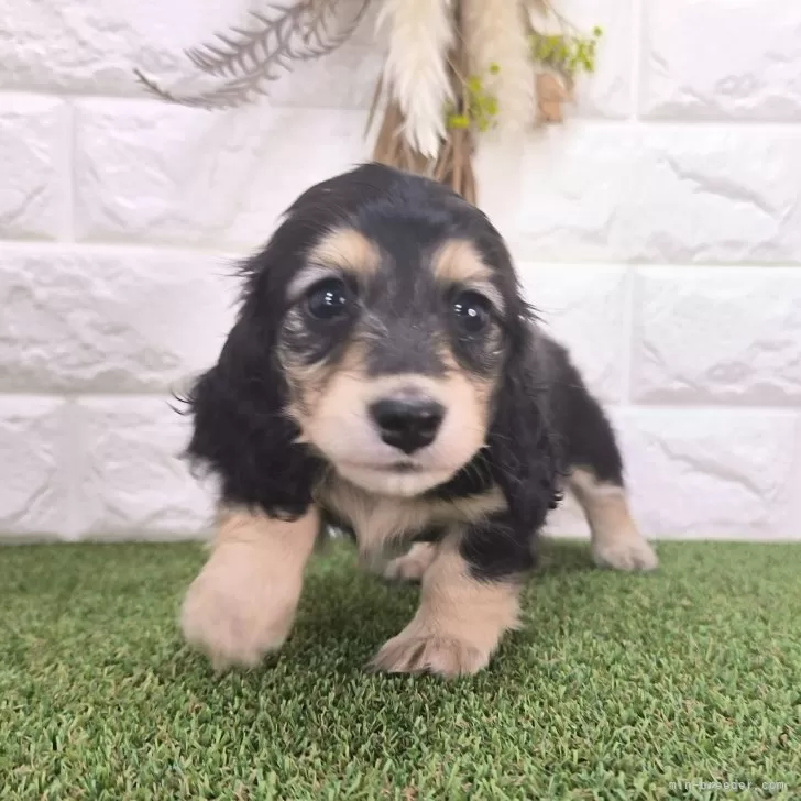ID：2408-01933の子犬