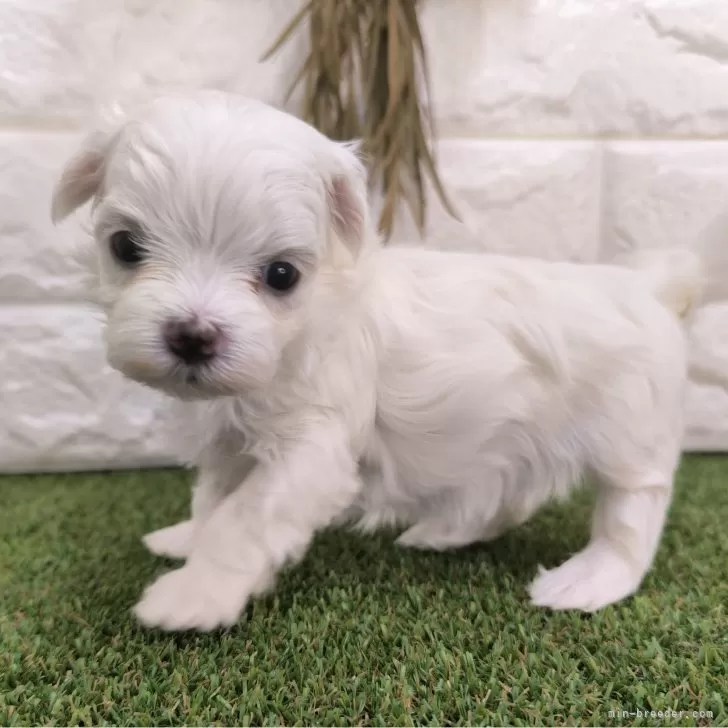ID：2405-02564の子犬