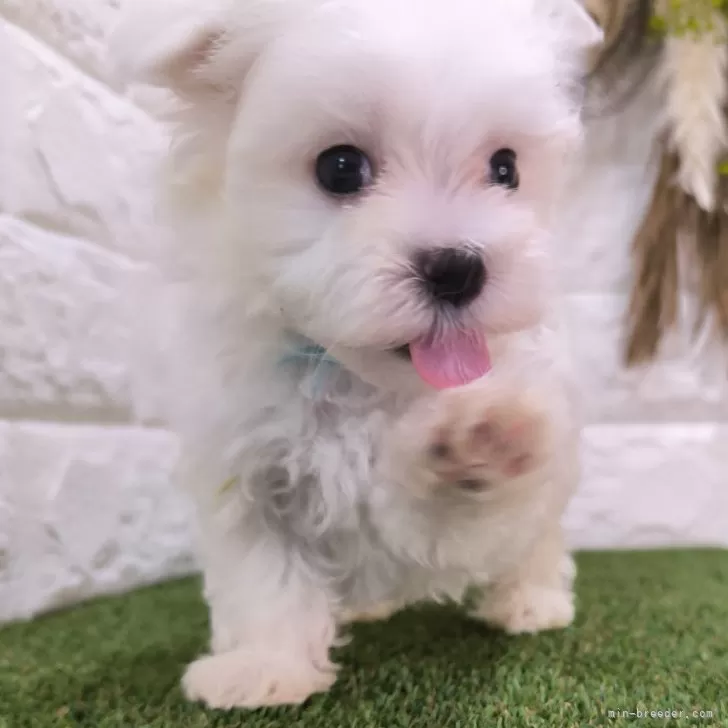 ID：2409-05392の子犬