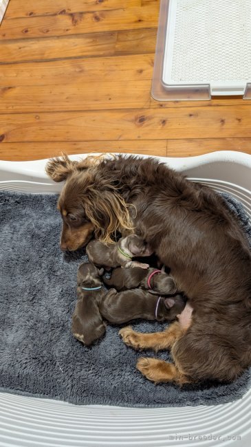 ミニチュアダックスフンド(ロング)のレッド系の子犬を探す