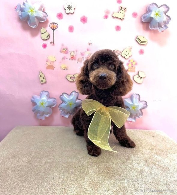 トイプードル【・女の子・2022年4月8日・ブラウン】「元気いっぱいのままさんです」