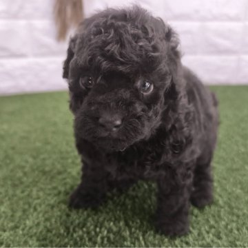 トイプードル(トイ)【宮崎県・女の子・2024年6月28日・ブラウン】の写真「かわいいブラウンカラーの女の子です」