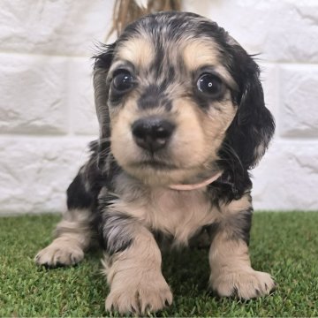 カニンヘンダックスフンド(ロング)【宮崎県・女の子・2024年8月16日・シルバー・ダップル】の写真「かわいい女の子です！」