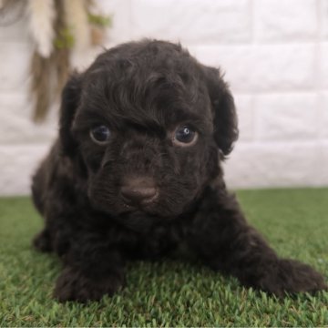 トイプードル(トイ)【宮崎県・男の子・2024年6月28日・ブラウン】の写真「かわいいブラウンカラーの男の子です」