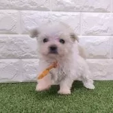 マルチーズ【宮崎県・女の子・2023年12月30日・ホワイト】の写真1