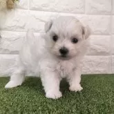 マルチーズ【宮崎県・女の子・2024年7月24日・ホワイト】の写真1