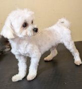 マルチーズ【・男の子・2022年12月8日・ホワイト】