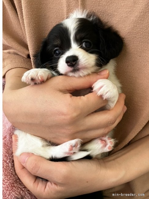 当犬舎で産まれたチワックスです♡｜岡田　英二(おかだ　えいじ)ブリーダー(茨城県・トイプードルなど・JKC登録)の紹介写真6