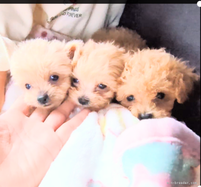マルプーの3姉妹です♡｜岡田　英二(おかだ　えいじ)ブリーダー(茨城県・トイプードルなど・JKC登録)の紹介写真8