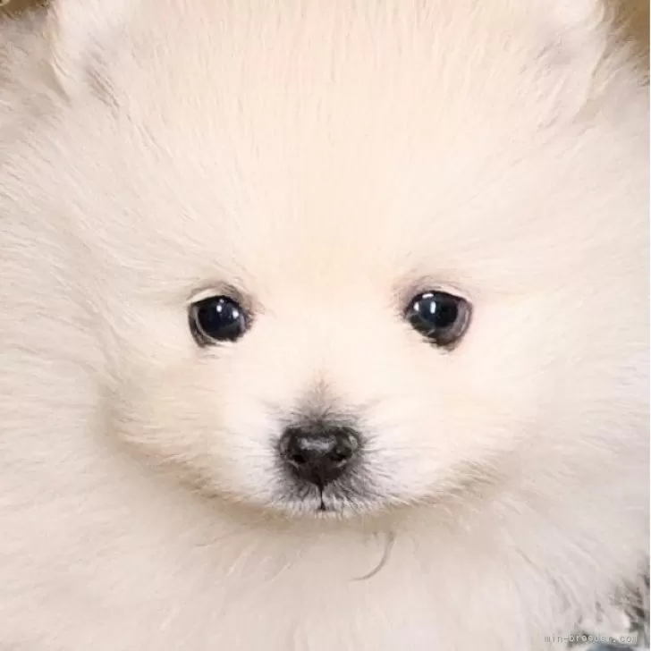 ID:2501-04183の子犬