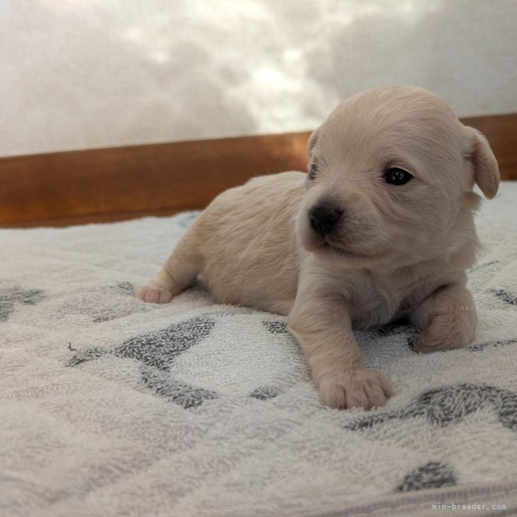 ブリーダー画像