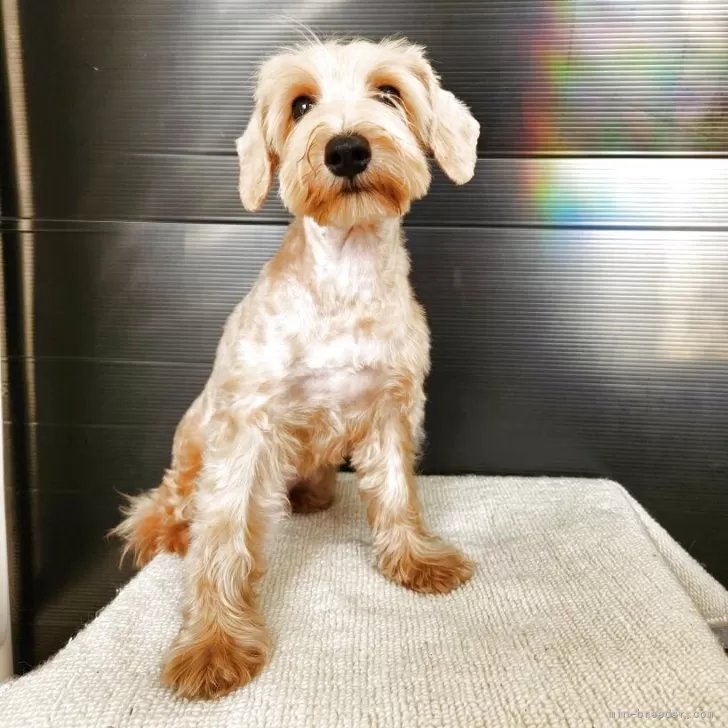 にょんきち 様のお迎えした子犬