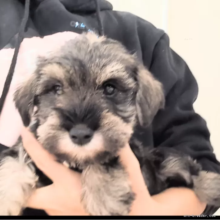 ID:2501-04179の子犬