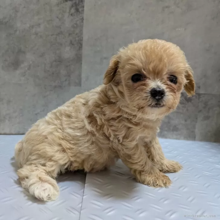 ID:2508-02809の子犬