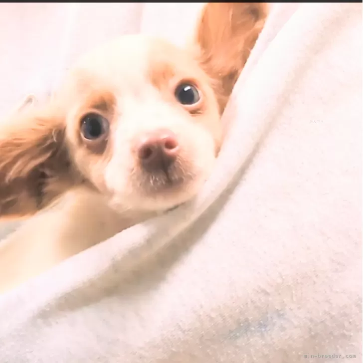 M.Y 様のお迎えした子犬