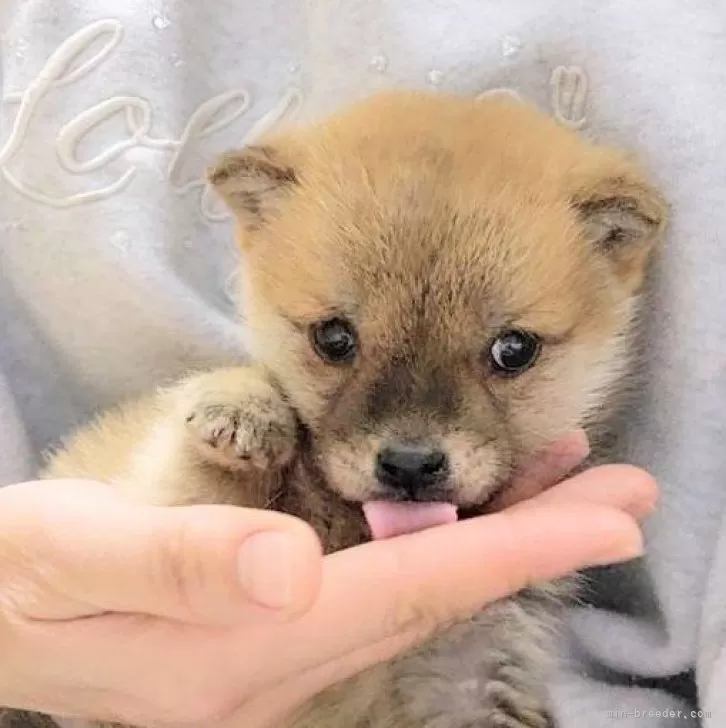 ヨシヒロ 様のお迎えした子犬