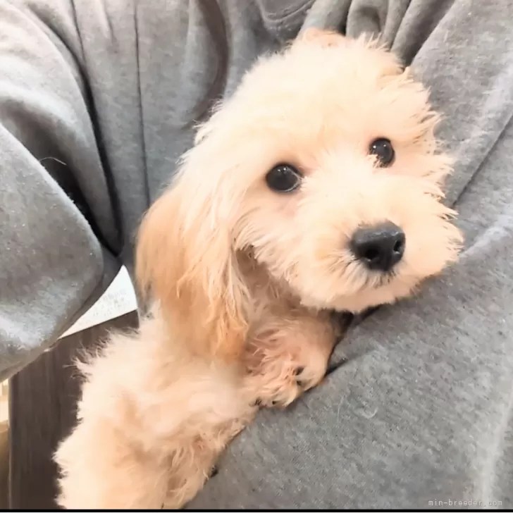 ID：2408-06339の子犬