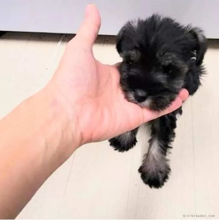 ID:2412-06472の子犬