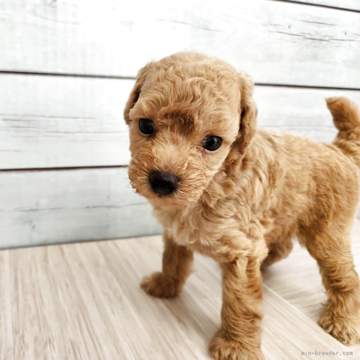 ブリーダー画像