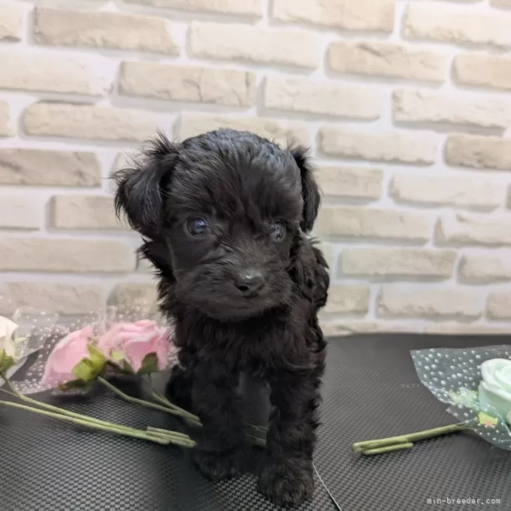 A.H 様のお迎えした子犬