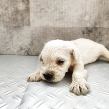 ミニチュアシュナウザー【茨城県・女の子・2025年5月28日・ホワイト】の写真「両親犬共に人懐っこい(人が大好き)ワンちゃんです。」