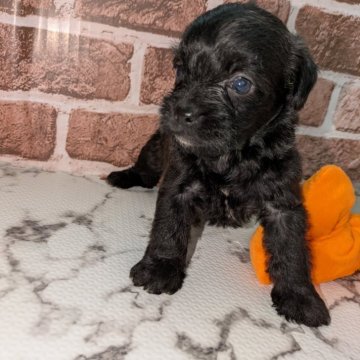 ミックス(トイプードル×ボストンテリア)【茨城県・女の子・2025年9月15日・ブラック】の写真「😜ムチムチで凄く可愛い😜」