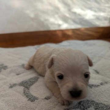 チワマル(マルチーズ×チワワ)【茨城県・女の子・2025年10月27日・クリ―厶】の写真「😜歳末セール中です。癒されます。🩷」