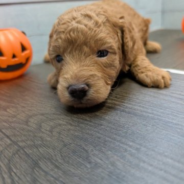 トイプードル(トイ)【茨城県・男の子・2025年9月27日・アプリコット】の写真「🎉トイプードル予想のワンです。🩷」